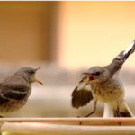 Communication Skills Training for Couples