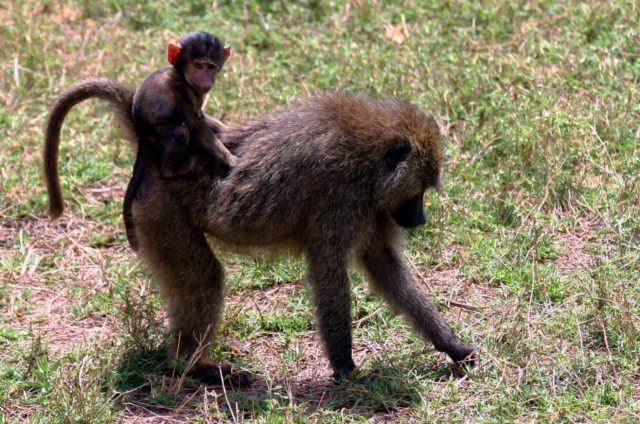 http://upload.wikimedia.org/wikipedia/commons/0/03/Baby_baboon_on_back.jpg