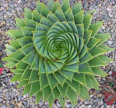 aloepollyphylla02