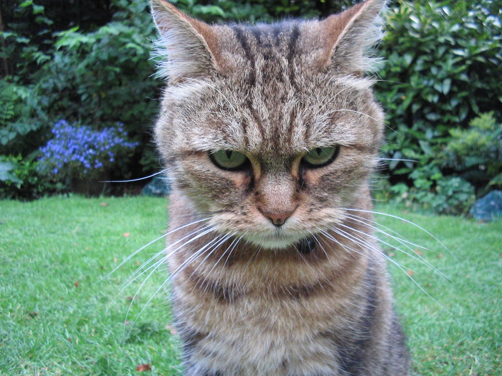 CBT and Mindfulness for Anger Management (Part I)