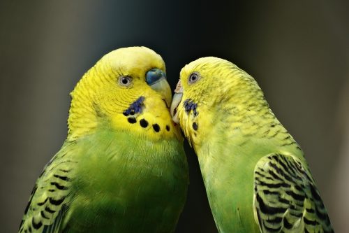 parrots-1729965_1280