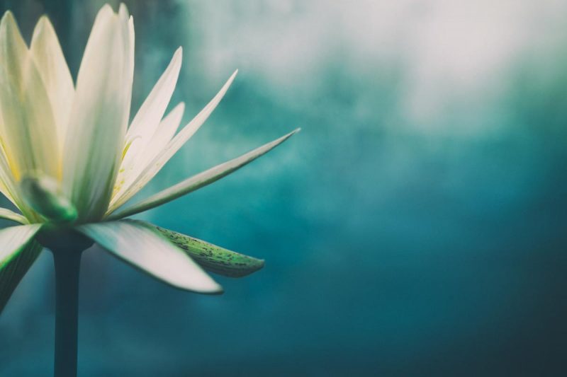 Well Clinic offers therapy, counseling, psychiatry and executive coaching services in San Francisco, CA
