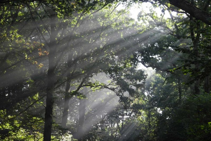 People pleasers should take a walk in the forest to reflect