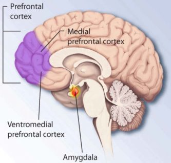 Inside the teenage brain