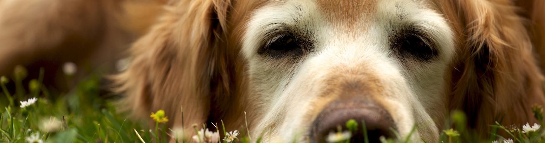 Coping with the Death of a Pet