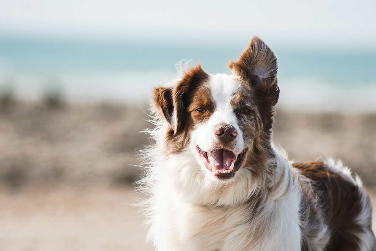 Thеrapy and Dogs: Thе Hеaling Powеr of Caninе Companions